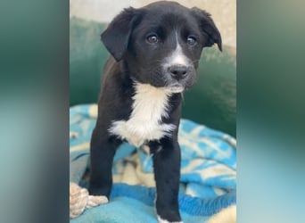 Peach, geb. ca. 10/2025, lebt in GRIECHENLAND, im städt. Tierheim Serres