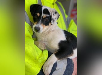 Julia, geb. ca. 08/2025, lebt in GRIECHENLAND, im städt. Tierheim Serres