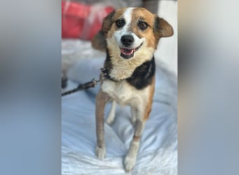 Foxy, geb. ca. 06/2024, lebt in GRIECHENLAND, auf einer privaten Pflegestelle
