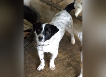 Skittles, geb. ca. 12/2023, lebt in GRIECHENLAND, auf einer privaten Pflegestelle