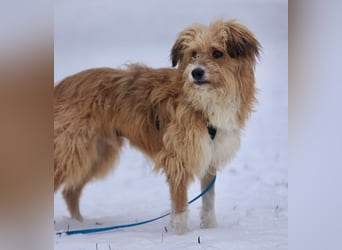 Willi, geb. ca. 09/2023, lebt auf einer Pflegestelle in 30655 Hannover