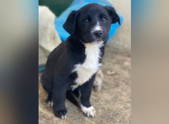 Peach, geb. ca. 10/2025, lebt in GRIECHENLAND, im städt. Tierheim Serres