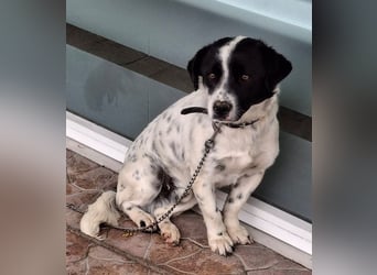 Skittles, geb. ca. 12/2023, lebt in GRIECHENLAND, auf einer privaten Pflegestelle