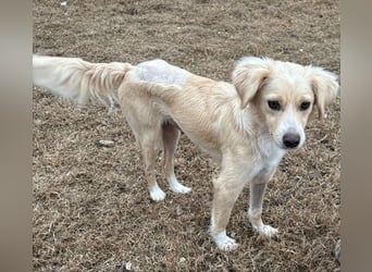 Hazel, geb. ca.02/2025, lebt in GRIECHENLAND, auf einer privaten Pflegestelle