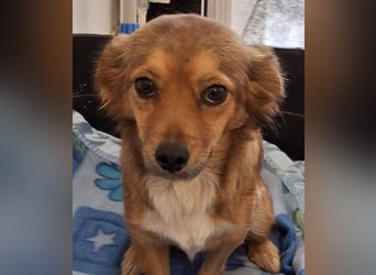 Ardyn, geb. ca. 04/2024, lebt auf einer Pflegestelle in 79206 Gündlingen