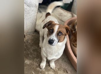 Lio, geb. ca. 06/2024, lebt auf einer Pflegestelle in 24103 Kiel