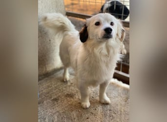 Voddi, geb. ca. 01/2025, lebt in GRIECHENLAND, im städt. Tierheim Serres, 39108 Magdeburg