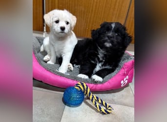 Mary Lou, geb. ca. 10/2025, lebt in GRIECHENLAND, auf einer privaten Pflegestelle