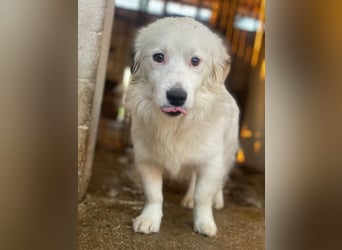 Voddi, geb. ca. 01/2025, lebt in GRIECHENLAND, im städt. Tierheim Serres, 39108 Magdeburg