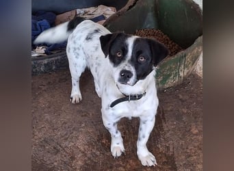 Skittles, geb. ca. 12/2023, lebt in GRIECHENLAND, auf einer privaten Pflegestelle