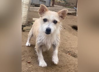 Trulla, geb. ca. 05/2024, lebt auf einer Pflegestelle in 53947 Nettersheim