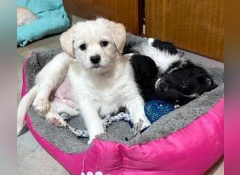 Mary Lou, geb. ca. 10/2025, lebt in GRIECHENLAND, auf einer privaten Pflegestelle