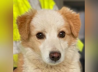 Frederic, geb. ca. 08/2025, lebt in GRIECHENLAND, im städt. Tierheim Serres