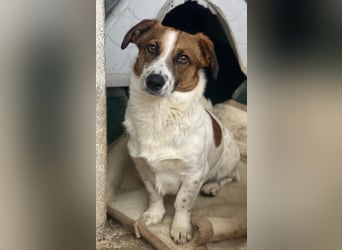 Lio, geb. ca. 06/2024, lebt auf einer Pflegestelle in 24103 Kiel