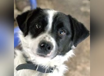 Skittles, geb. ca. 12/2023, lebt in GRIECHENLAND, auf einer privaten Pflegestelle