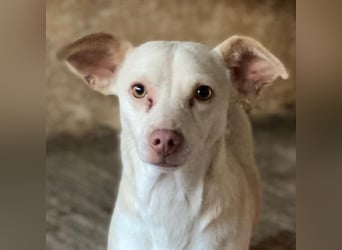 Newton, geb. ca. 01/2025, lebt in GRIECHENLAND, auf einer privaten Pflegestelle