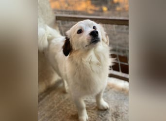 Voddi, geb. ca. 01/2025, lebt in GRIECHENLAND, im städt. Tierheim Serres, 39108 Magdeburg