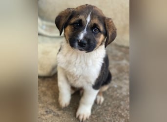 Boreas, geb. ca. 10/2025, lebt in GRIECHENLAND, im städt. Tierheim Serres, 69151 Neckargemünd 69