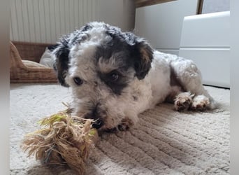 Günni, geb. ca. 12/2023, lebt auf einer Pflegestelle in 45896 Gelsenkirchen