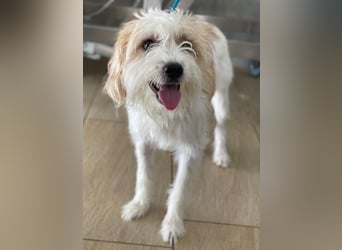 Eko, geb. ca 11/2021, lebt auf einer Pflegestelle in 53940 Hellenthal