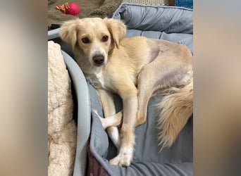 Hazel, geb. ca.02/2025, lebt in GRIECHENLAND, auf einer privaten Pflegestelle