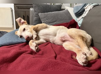 Francky Stanley, geb. ca. 08/2025, lebt auf einer Pflegestelle in 81929 München