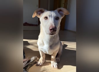 Francky Stanley, geb. ca. 08/2025, lebt auf einer Pflegestelle in 81929 München