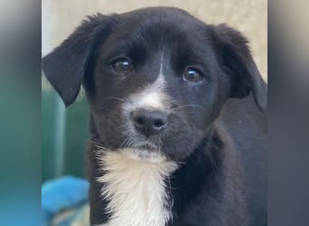 Peach, geb. ca. 10/2025, lebt in GRIECHENLAND, im städt. Tierheim Serres