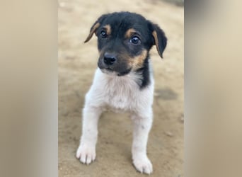 Caien, geb. ca. 10/2025, lebt in GRIECHENLAND, auf einer privaten Pflegestelle