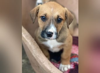 Kelana, geb. ca. 11/2025, lebt in GRIECHENLAND, im städt. Tierheim Serres