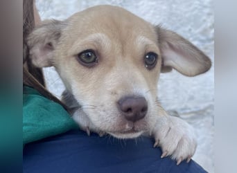 Vincenta, geb. ca. 08/2025, lebt auf einer Pflegestelle in 21391 Reppenstedt