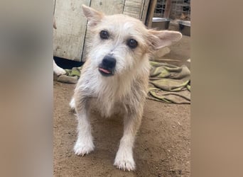 Trulla, geb. ca. 05/2024, lebt auf einer Pflegestelle in 53947 Nettersheim