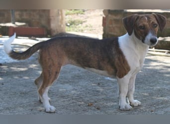 Tanu, geb. ca. 11/2024, lebt in GRIECHENLAND, auf einer privaten Pflegestelle