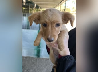 Loni, geb. ca. 08/2025, lebt in GRIECHENLAND, auf einer privaten Pflegestelle