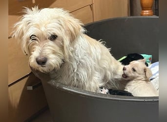 Nefeli, geb. ca. 01/2025, lebt in GRIECHENLAND, auf einer privaten Pflegestelle