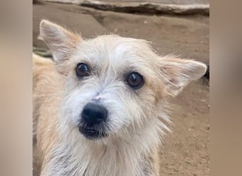 Trulla, geb. ca. 05/2024, lebt auf einer Pflegestelle in 53947 Nettersheim