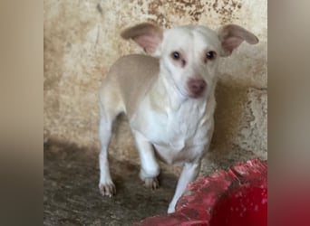 Newton, geb. ca. 01/2025, lebt in GRIECHENLAND, auf einer privaten Pflegestelle