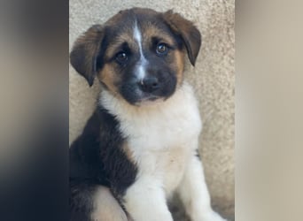 Boreas, geb. ca. 10/2025, lebt in GRIECHENLAND, im städt. Tierheim Serres, 69151 Neckargemünd 69