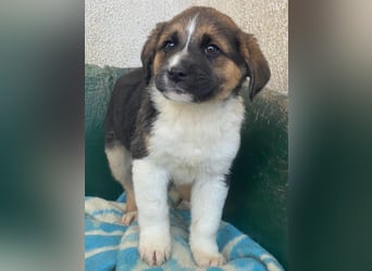 Boreas, geb. ca. 10/2025, lebt in GRIECHENLAND, im städt. Tierheim Serres, 69151 Neckargemünd 69