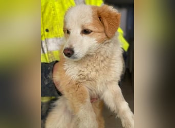 Frederic, geb. ca. 08/2025, lebt in GRIECHENLAND, im städt. Tierheim Serres