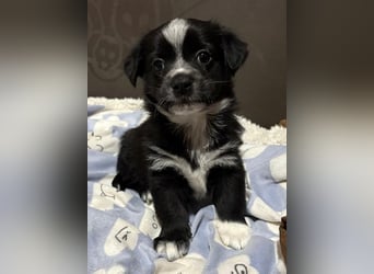 Jody, geb. ca. 10/2025, lebt in GRIECHENLAND, auf einer privaten Pflegestelle