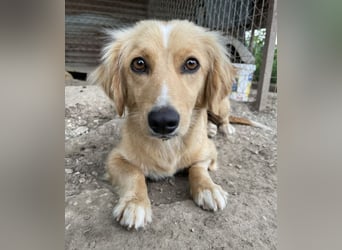 Malie, geb. ca. 06/2025, lebt in GRIECHENLAND, im städt. Tierheim Serres