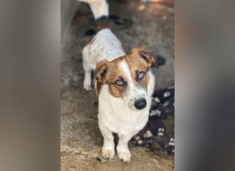 Lio, geb. ca. 06/2024, lebt auf einer Pflegestelle in 24103 Kiel