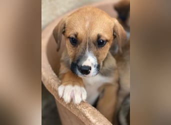 Kelana, geb. ca. 11/2025, lebt in GRIECHENLAND, im städt. Tierheim Serres