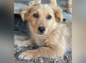 Audrey, geb. ca. 03/2026, lebt in GRIECHENLAND, im städt. Tierheim Serres