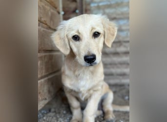 Fina geb. ca. 03/2026, lebt in GRIECHENLAND, im städt. Tierheim Serres