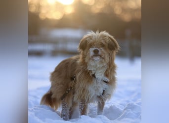 Willi, geb. ca. 09/2023, lebt auf einer Pflegestelle in 30655 Hannover