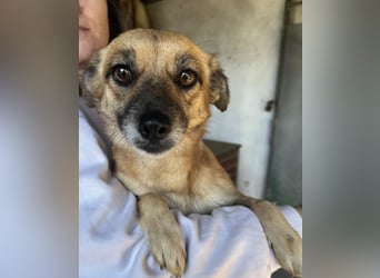 Sana, geb. ca. 11/2023, lebt in GRIECHENLAND, auf einer privaten Pflegestelle