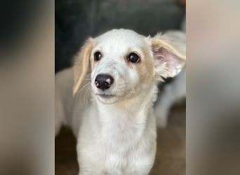 Kim, geb. ca. 06/2026, lebt in GRIECHENLAND, im städt. Tierheim Serres