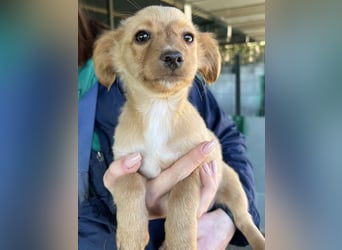 Loni, geb. ca. 08/2025, lebt in GRIECHENLAND, auf einer privaten Pflegestelle